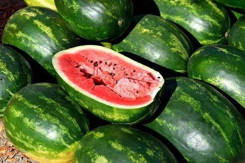 自己种瓜别人吃瓜图片